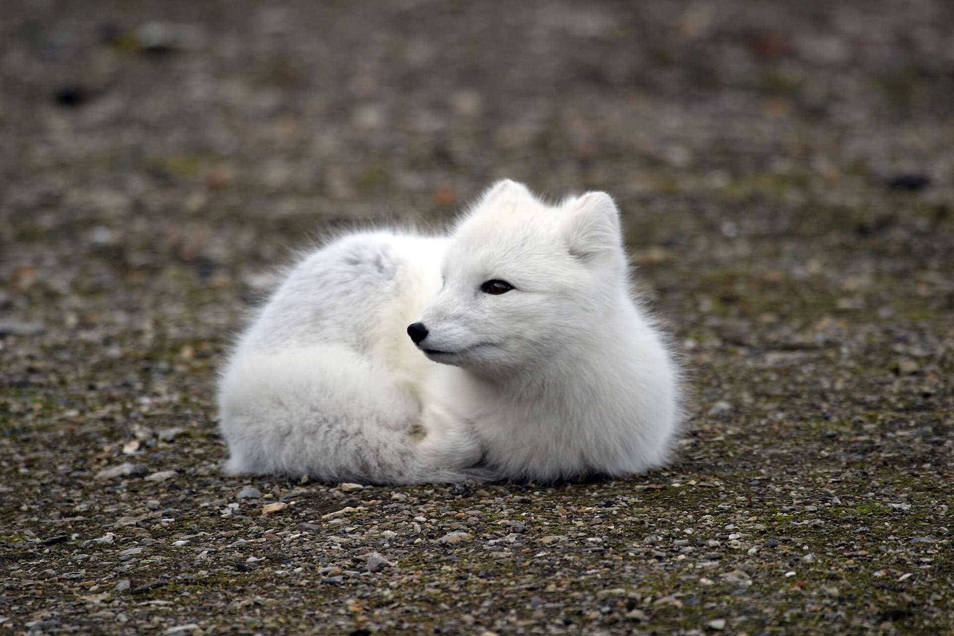 Arctic fox, fjällräv