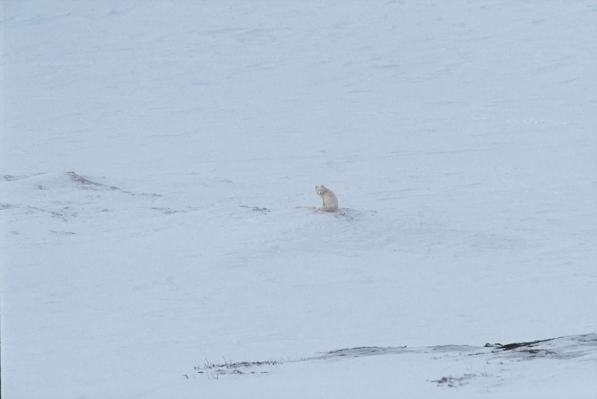 Arctic Fox, fjällräv