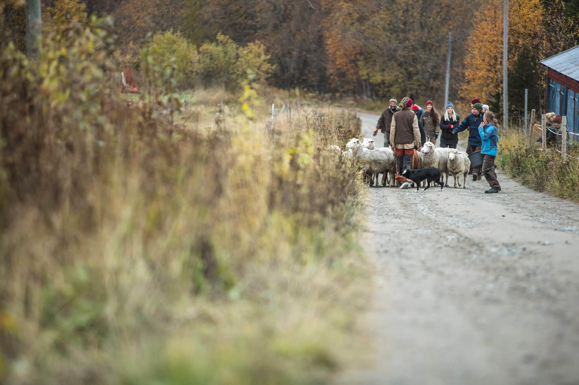 Swedish Sheep, on a Swedish farm, with lots of mostly-Swedish Fjällräven employees. Brattlandsgården