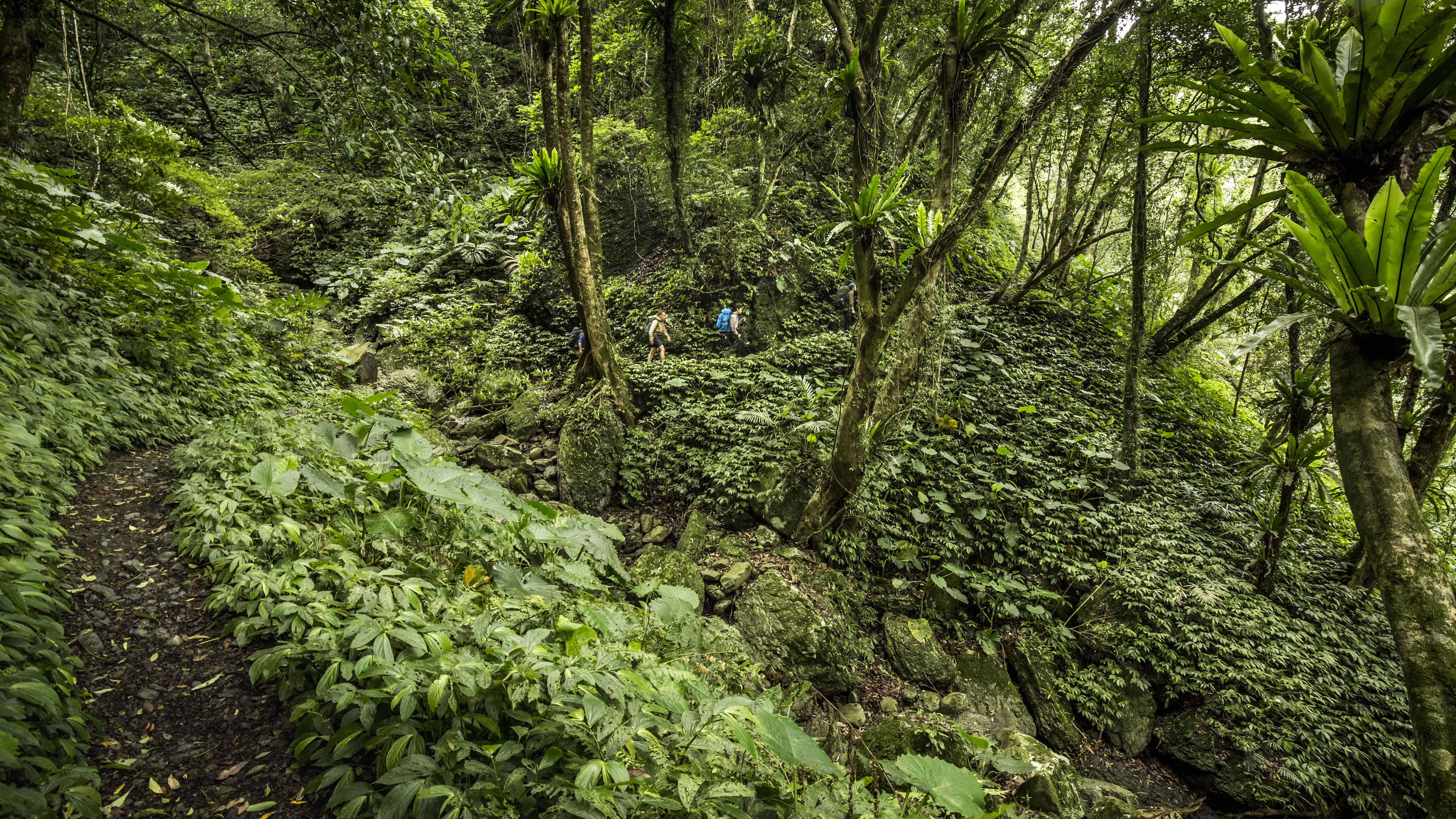 Trekking in the rainforest