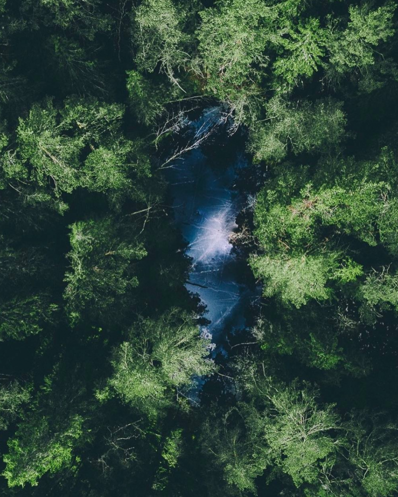 The forest from above, photo by Tobias Hägg