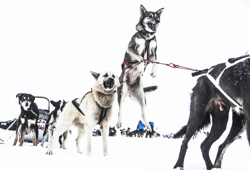Excited sled dogs ready to take off