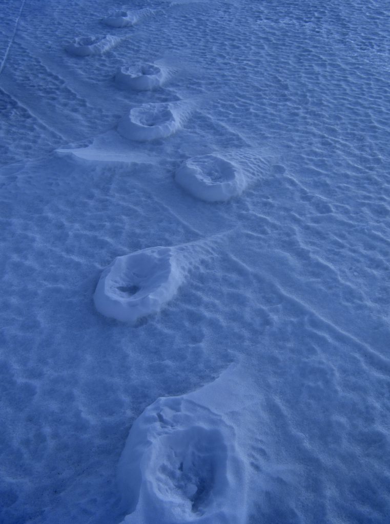 Polar bear footprints in the snow