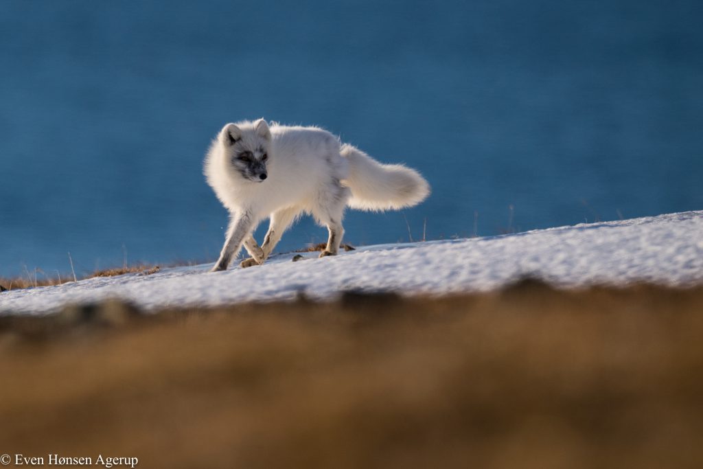 Arctic fox, photo by Even Hønsen Agerup
