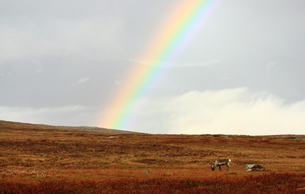 View from the kings trail, rainbow, reindeer