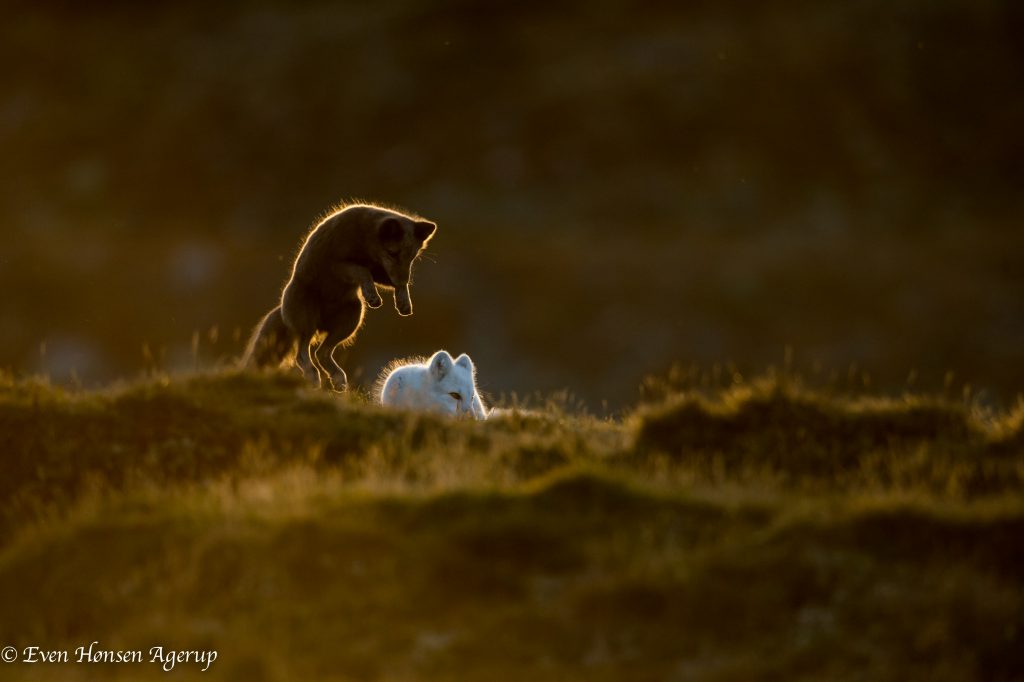 Arctic foxes hunting, photo by Even Honsen Agerup 
