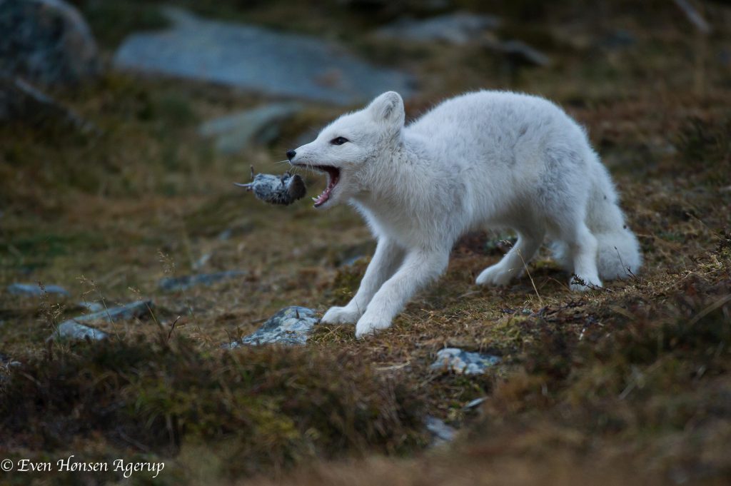 Arctic fox catching a lemming, photo by Even Honsen Agerup 