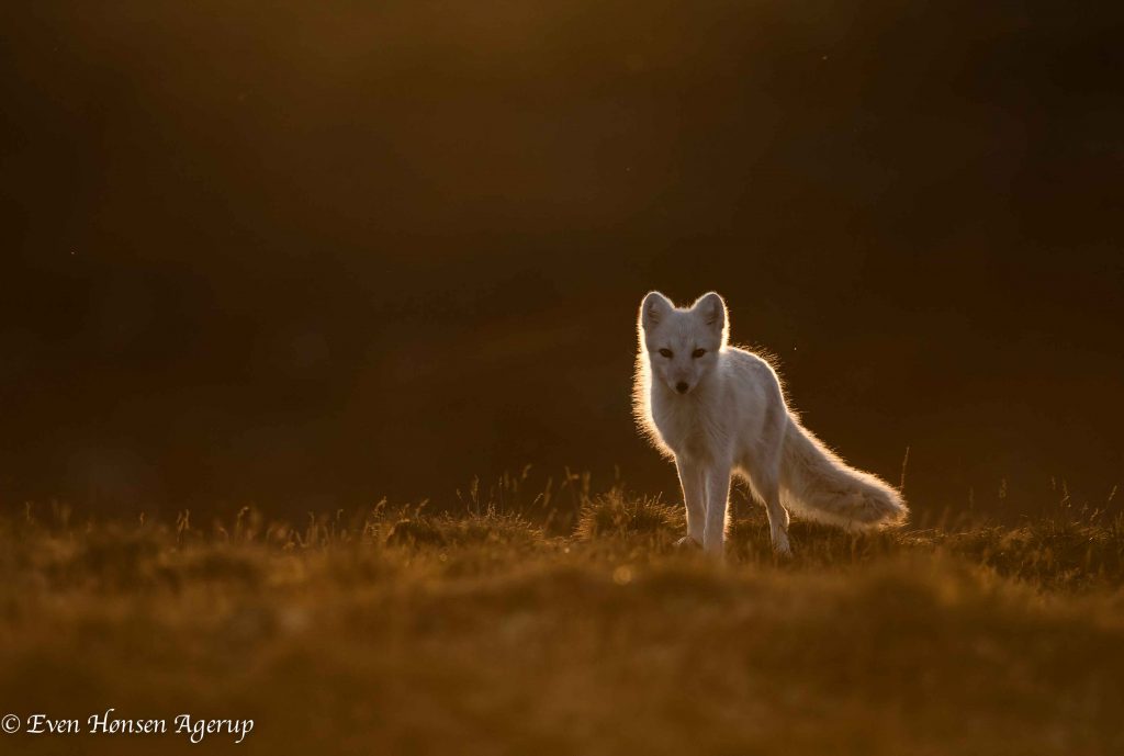 Arctic fox in the sunset, photo by Even Honsen Agerup 