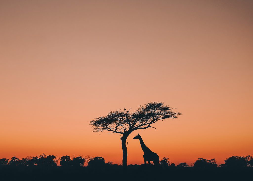 Giraffe in the sunset on the African savanna