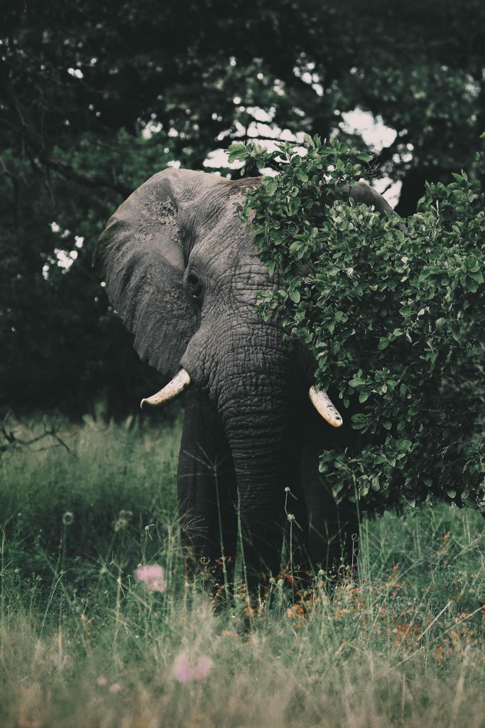 Elephant looking at you from behind a tree