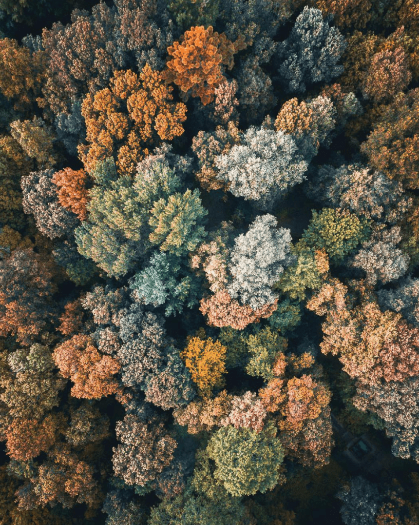 Vine leaves in Tuscany, photo by @airpixels