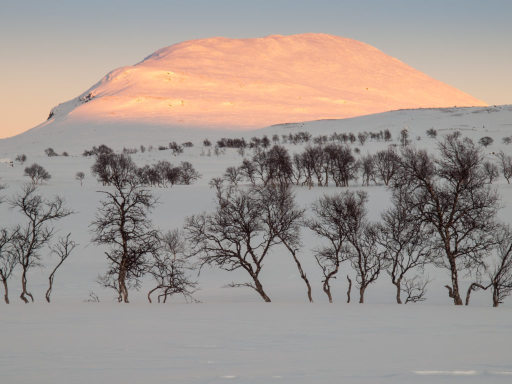 Snow covered winter mountain in evening sun with snow field and birch woodland in foreground, Jämtland