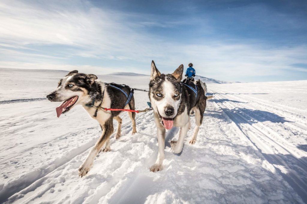 Sled dogs at Fjällräven Polar