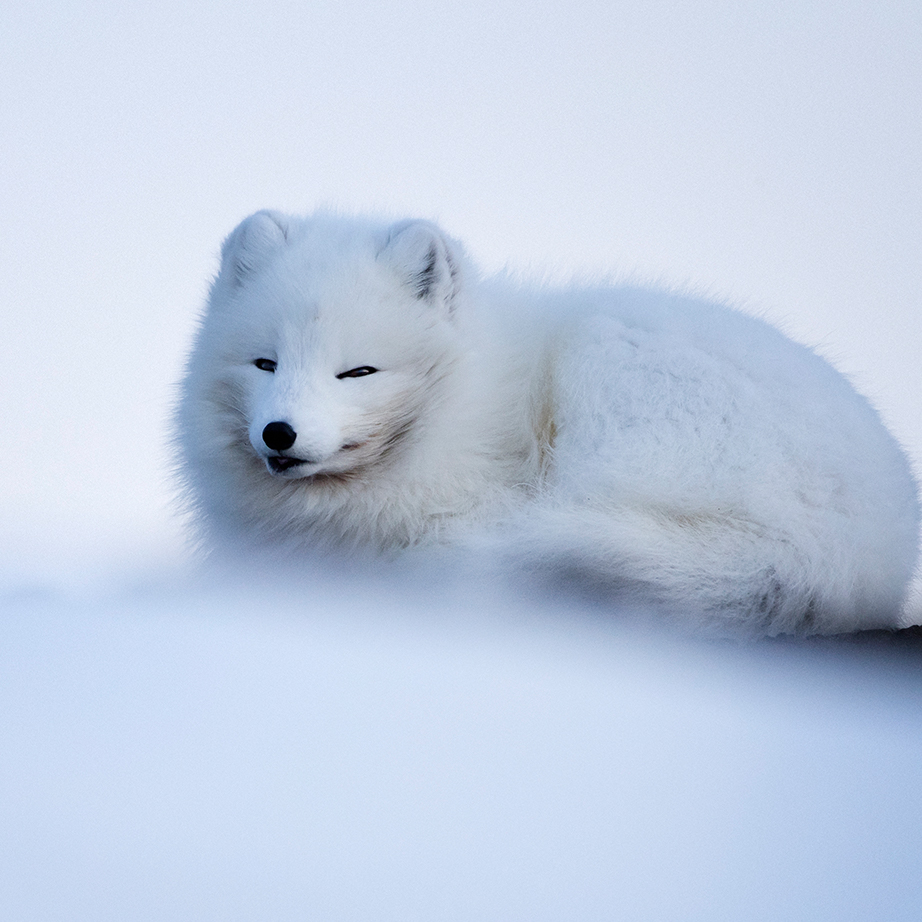 Cuddled up arctic fox